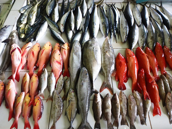 魚市場に並べられている新鮮な魚。初めて見る魚が多くて興味津津